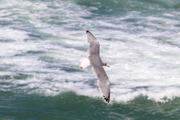 Seagulls and the sea 10