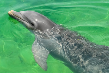 Caribbean Sea, Cayo Largo del Sur, dolphin in the sea