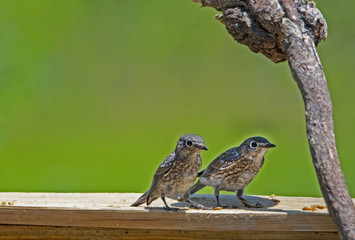 Two baby Bluebirds perch on a wooden bench with a green background.