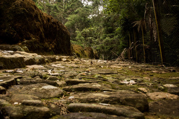 indigenous roads in the arvi park
