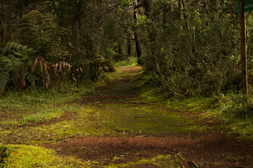 indigenous roads in the arvi park