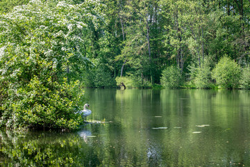 Cygne au bord de l'étang près de la Moselle