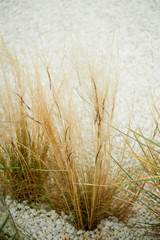 Fototapeta premium Dried flowers on a background of white pebbles. Easy Park and garden decor
