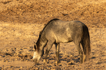Wild Horse at a Desert Waterhole
