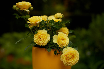 yellow roses in a yellow pot in nature. outdoor table decoration