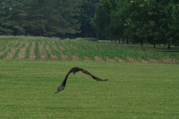 Obraz premium Hawk Take Off over Field