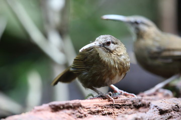 Indochinese Wren-babbler (Rimator danjoui) in Dalat, Vietnam
