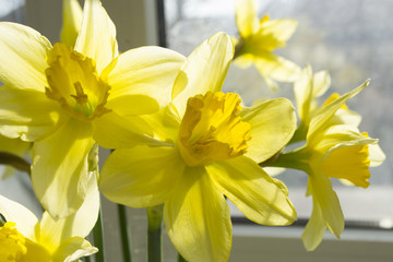 beautiful, yellow spring flowers daffodils