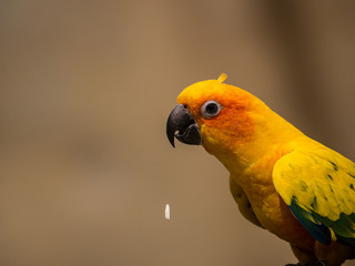 Psittacidé © photoloulou91