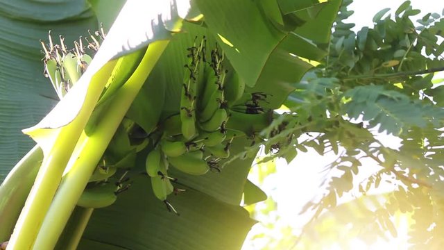 Fruit and leaves of banana tree move from wind on day.