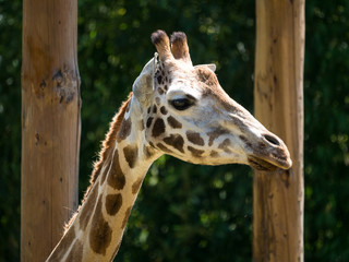 Girafe