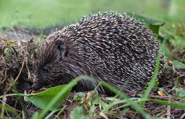 A spiny hedgehog sitting in the grass on a summer evening