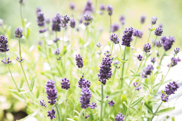 Beautiful Lavender in the garden 