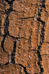 Bark of oak texture close up, vertical