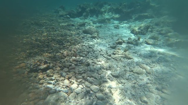 Nurkowanie Dahab