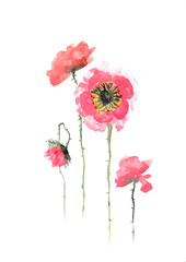 Stylized poppies on white background, watercolor illustrator, hand painted, floral art