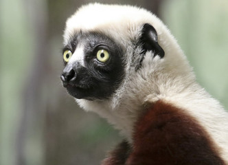 A Portrait of a Sifaka Primate, a Large Lemur