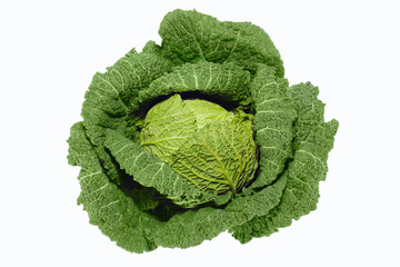 Fresh green savoy cabbage isolated on white background