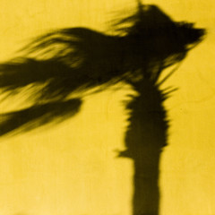 Shadow of palm tree on yellow background