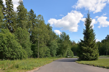The edge of the forest near the road