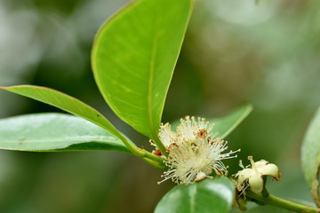 Guava　flower