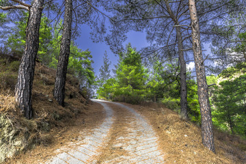 A steep climb on a forest road