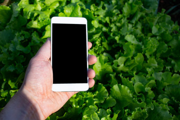 The gardener holding in hand smart phone on the background garden beds with the greens