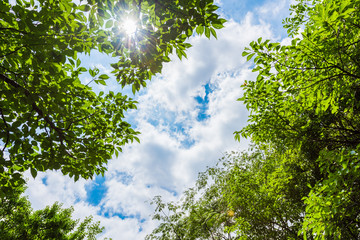 Fototapeta premium 新緑の葉 Fresh green leaves