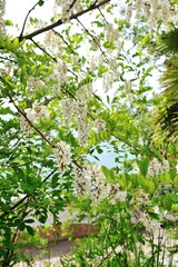 Blooming white Wisteria at Villa Comunale in Vietri sul Mare.