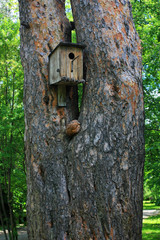Birdhouse on the tree