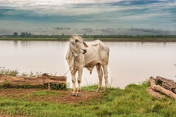 Cattle at the Mekong river in Cambodia.