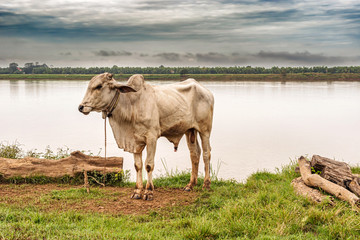 Cattle at the Mekong river in Cambodia.