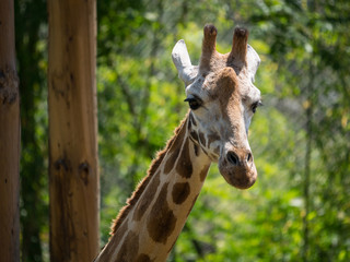 Girafe
