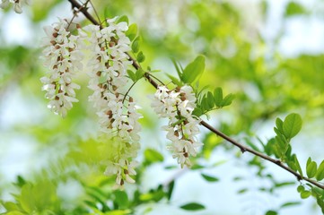 Blooming white Wisteria at Villa Comunale in Vietri sul Mare.