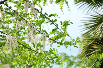 Blooming white Wisteria at Villa Comunale in Vietri sul Mare.