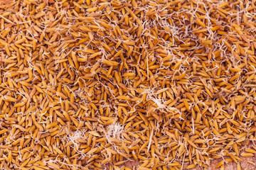 Close up germinated rice