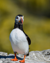 Colorful Atlantic Puffin or Comon Puffin Fratercula Arctica in Northumberland England on bright Spring day