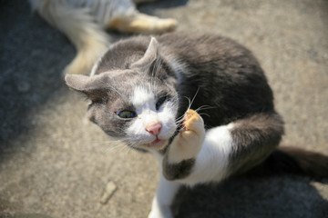 猫島の野良猫たちの生活