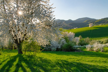 Spring cherry tree, meadows and fields landscape in Slovakia. Blossoming cherry trees. Fresh country.