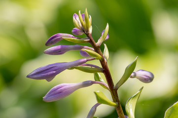 Ready to Bloom Bokeh