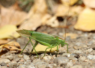 Great green bush-cricket Tettigonia viridissima female laying eggs