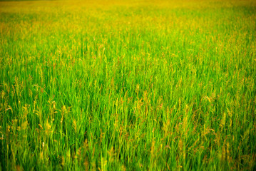 Plakat background of meadow