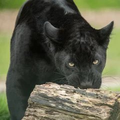 Foto auf Acrylglas Schönes Porträt des schwarzen Panthers Panthera Pardus in farbenfroher Landschaft © veneratio
