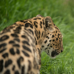 Beautiful close up portrait of Jaguar panthera onca in colorful vibrant landscape