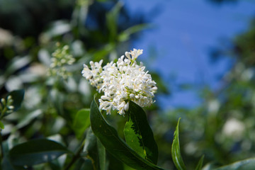 Lilac blooming white flowers in close up