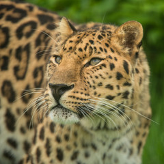 Beautiful close up portrait of Jaguar panthera onca in colorful vibrant landscape