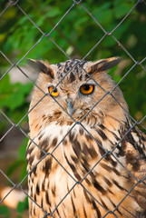 owl in a cage
