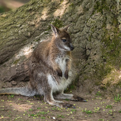 Wallaby wildlife Diprotodontia Macropoidae in sunlgiht in woodland with yound joey in pouch