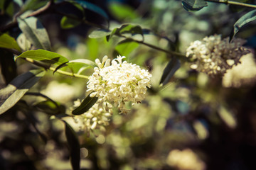 Lilac blooming white flowers in close up