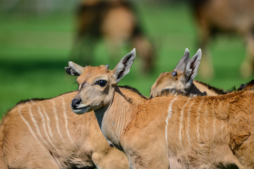 Young Eland Antelope animal Taurotragus Oryx in Summer
